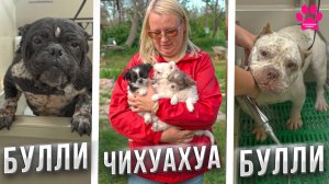 Нежный букет ЧИХУАХУА или грубые БУЛЛИ? Выбор сделан! А что выберешь ты?