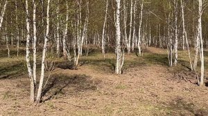 Охота на Кабана