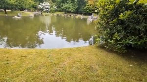 ДУШЕВНАЯ ПЕСНЯ!Черная смородина.Sevenrose