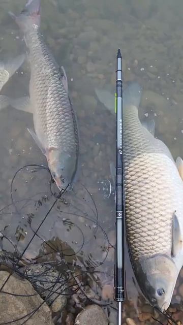 красивые сазанчики  на спиннинг #fishing #ловим #рыбалка #р смотреть онлайн