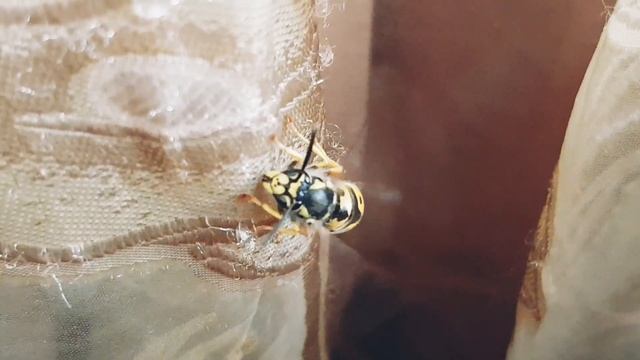 Так это была сама Королева, а я её отпустил 💚 смотреть онлайн