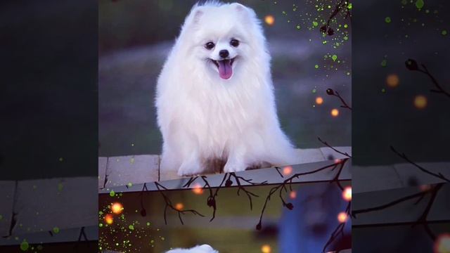 Янис