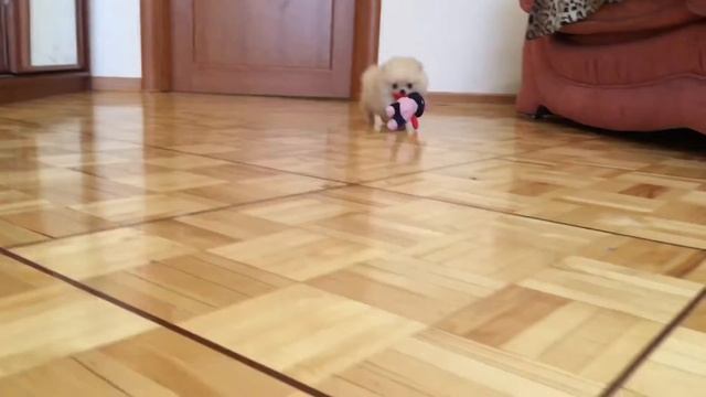 Pomeranian dog Chijik | Померанский шпиц Чижик