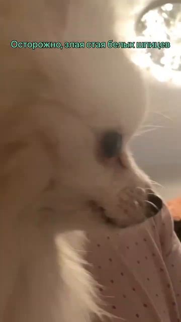 Осторожно злые шпицы охраняют наш дом