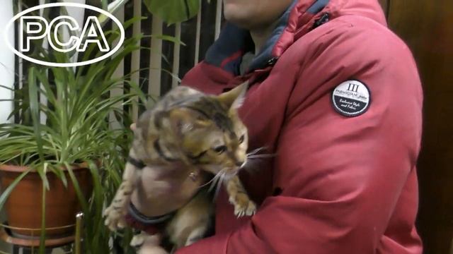 Клип №0754 - выставка кошек PCA online смотреть онлайн