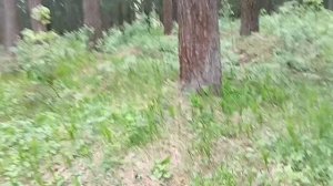 красота леса