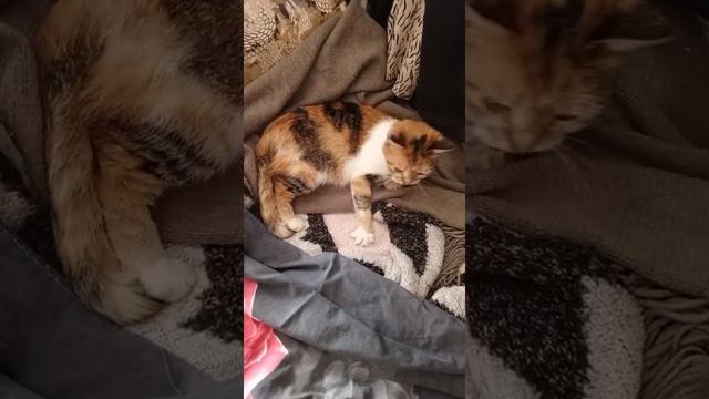 FHV- не шутки  .Вирус попадает лёгкие,сердце. Кошке тяжело дышать.