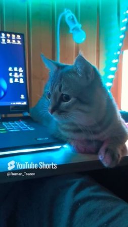 Уроки жизни от кота 😁😁😁  #shorts