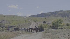 Кони в горах Крыма