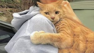 ПРИКОЛЫ С ЖИВОТНЫМИ ДО СЛЕЗ #43 Смешные КОТЫ И СОБАКИ Приколы