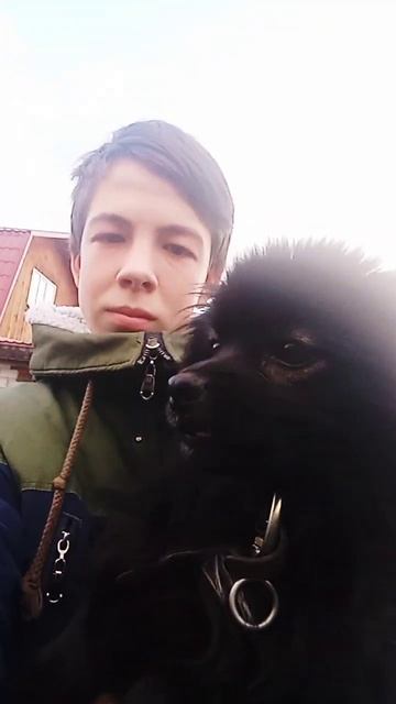 немецкий шпиц