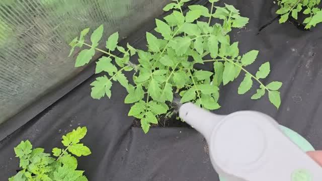 🌱 СЕКРЕТ ДЛЯ ТОМАТОВ, ОГУРЦОВ И ПЕРЦЕВ! Растут как на дрожжах, не болеют и не боятся непогоды!