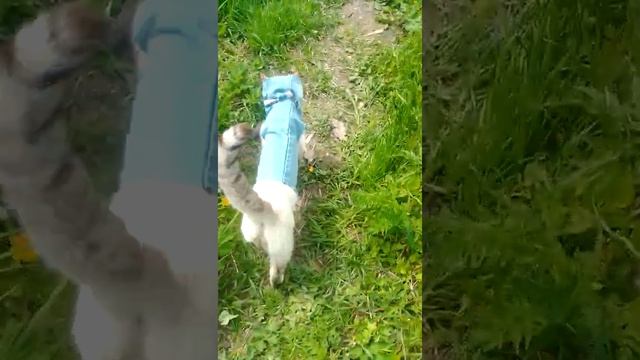 Тиша идёт гулять в защитном костюме, чтобы рыжий кот е? смотреть онлайн