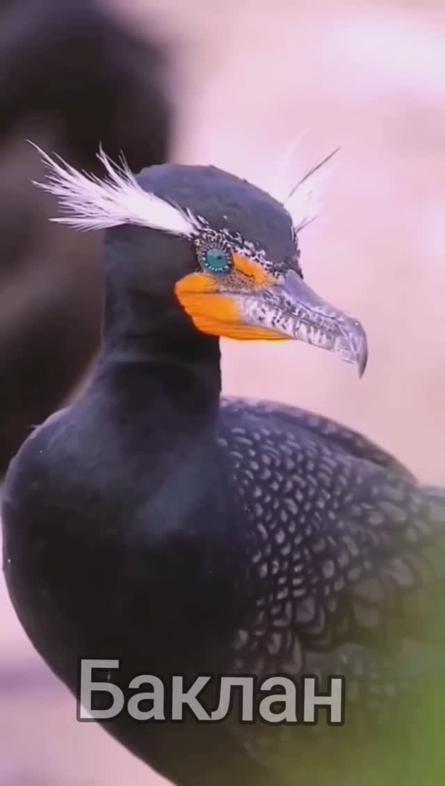 Красивые птицы
