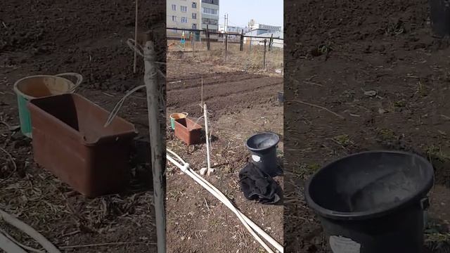 пересадка клубники смотреть онлайн