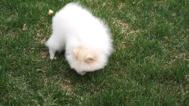 Петропом'С Тир Вайс смотреть онлайн