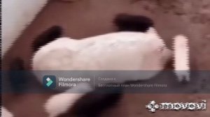 Свиниьи бегают