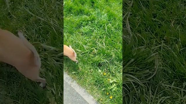 Сеня загулял на просторах, вообще не управляем сегодня))