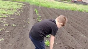 У бабушки на огороде 17-05-2025