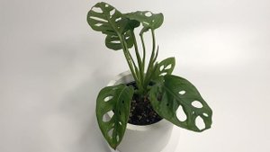 Монстера Манки Маск