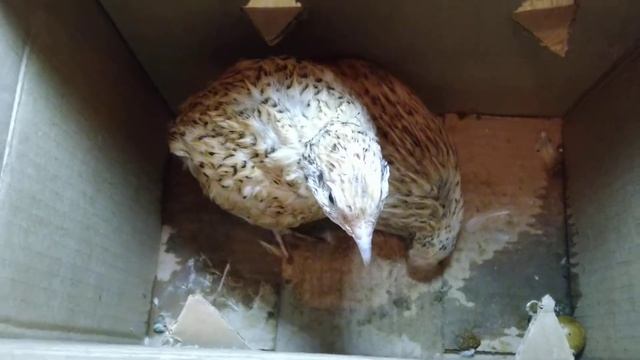 Нашего Лунтика больше нет( смотреть онлайн