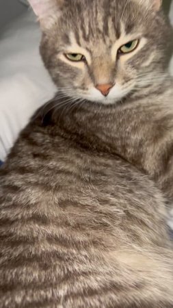 Милый котейка 🐱