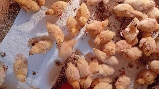 Перепелятам пятый день. пора переезжать в птичник.