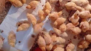 Перепелятам пятый день. пора переезжать в птичник.