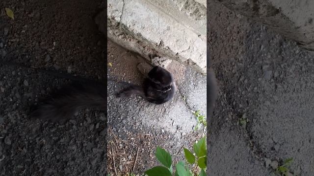 Котёнок Мишка на улице.