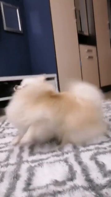 Милый смешной шпиц, игра с мячом смотреть онлайн