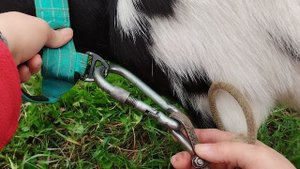 Как зафиксировать козу на пастбище