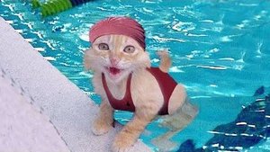 ПРИКОЛЫ С ЖИВОТНЫМИ ДО СЛЕЗ #47 Смешные КОТЫ И СОБАКИ Приколы