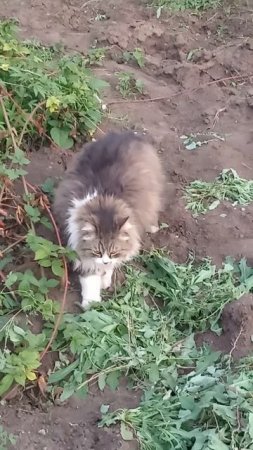 Кот осматривает владения