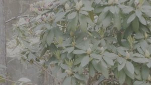 Цветы Партенита