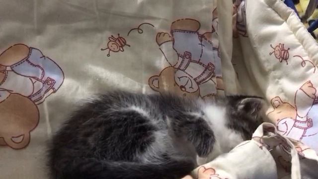 Котенок