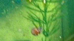 мраморные раки утро 17-05-2025