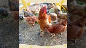 Одна Передержка держит подсобное хозяйство. Своя продукция.