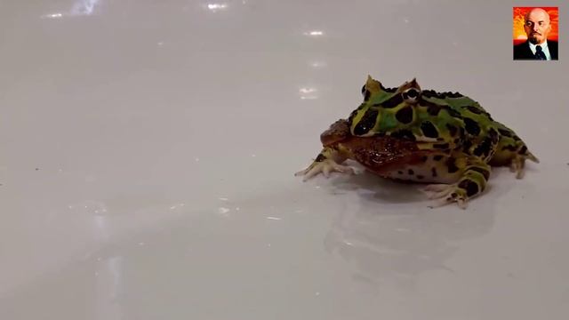 5 Самых Больших и Прожорливых Лягушек в Мире. Лягушка в Деле смотреть онлайн