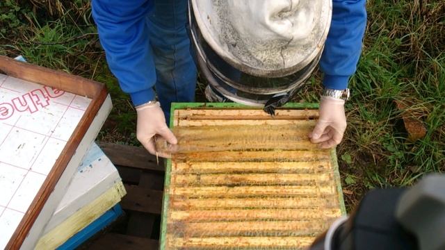 Пчеловодство в Англии. 6.1.2016. Проверка пчел. смотреть онлайн
