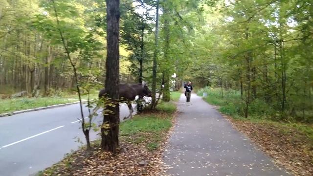 Лось кормится в парке Сокольники смотреть онлайн