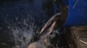 Запуск сома