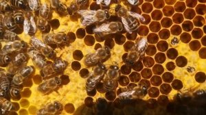 Рождение пчелы. "усы"