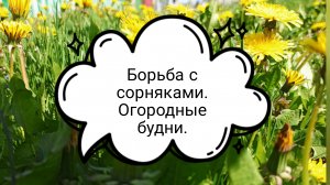 Борьба с сорняками.Огородные будни.