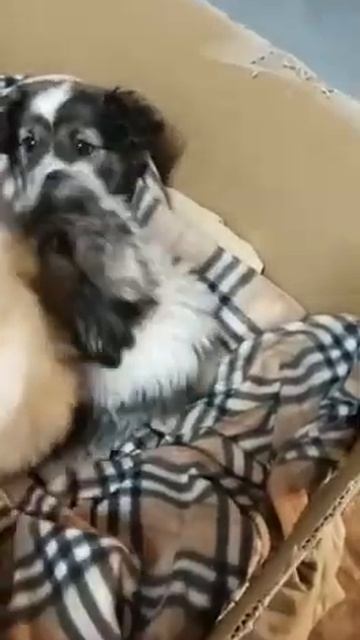 Щеночки метис болонки ищут дом смотреть онлайн