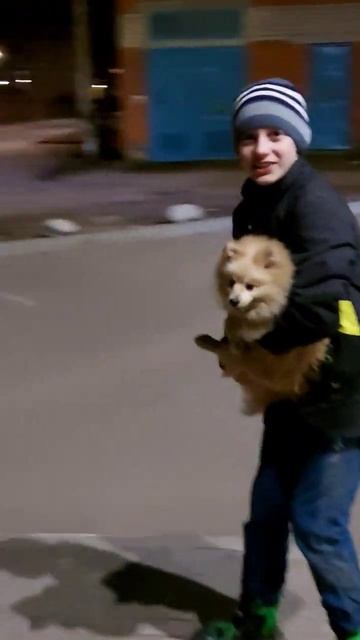 на ручках   #немецкийшпиц #померанцы #шпицуля #шпицкрем #собачка #померанскийщпиц #шпиц #шпицпом смотреть онлайн