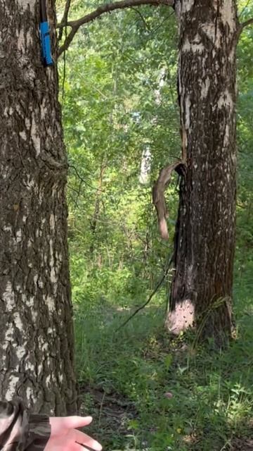 Найти молоток в лесу не составит трудности смотреть онлайн