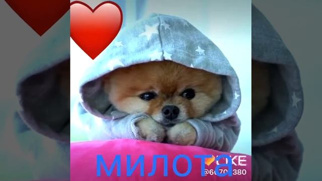 Милый щенок