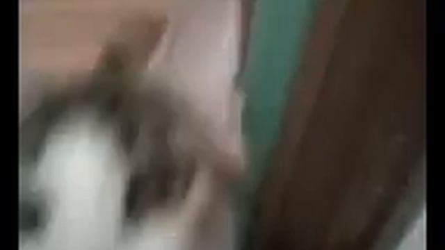 Приколы с котами-Че надо? смотреть онлайн