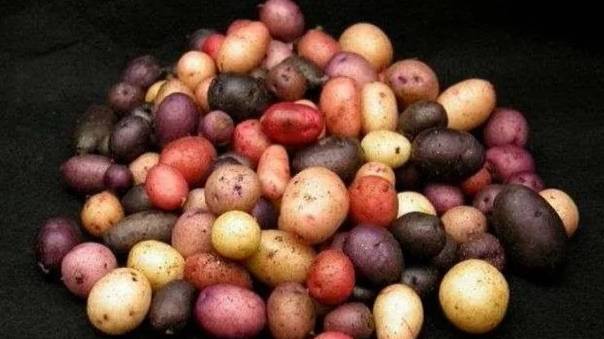 Выращивание картофеля из семян. Часть 2.