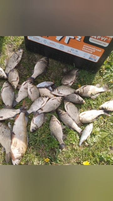 Рыбалка на пикер (легкое фидерное удилище). Монтаж inline🎣 Прикормка Стерля (Чеснок). На опарыша.